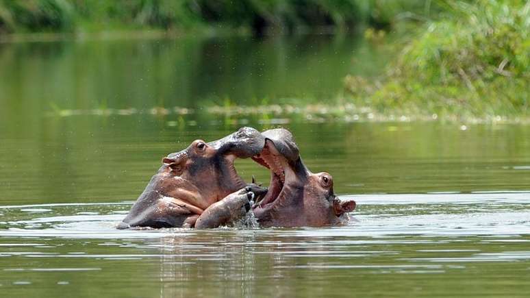 Hipopótamos descendentes dos originais importados por Escobar para sua fazenda. A espécie disseminou-se pela região e é considerada invasora.