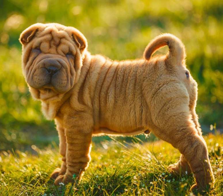 Cachorro de porte médio da raça Shar-pei 