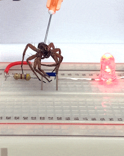 Cientistas estão utilizando aranhas mortas como robôs e isso é tão assustador quanto você imaginou, sim (Imagem: Preston Innovation Laboratory/Rice University)