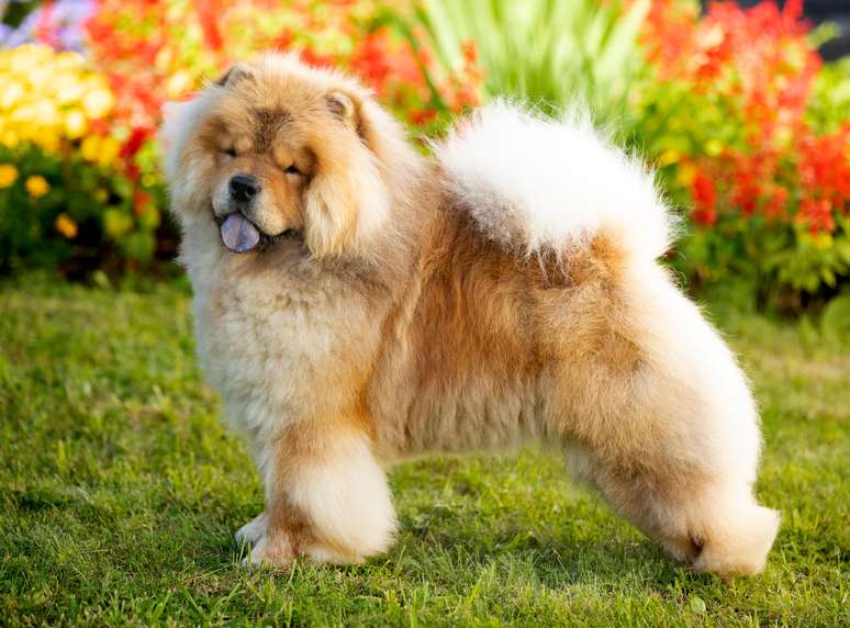 Chow chow é uma raça de cachorro de médio porte