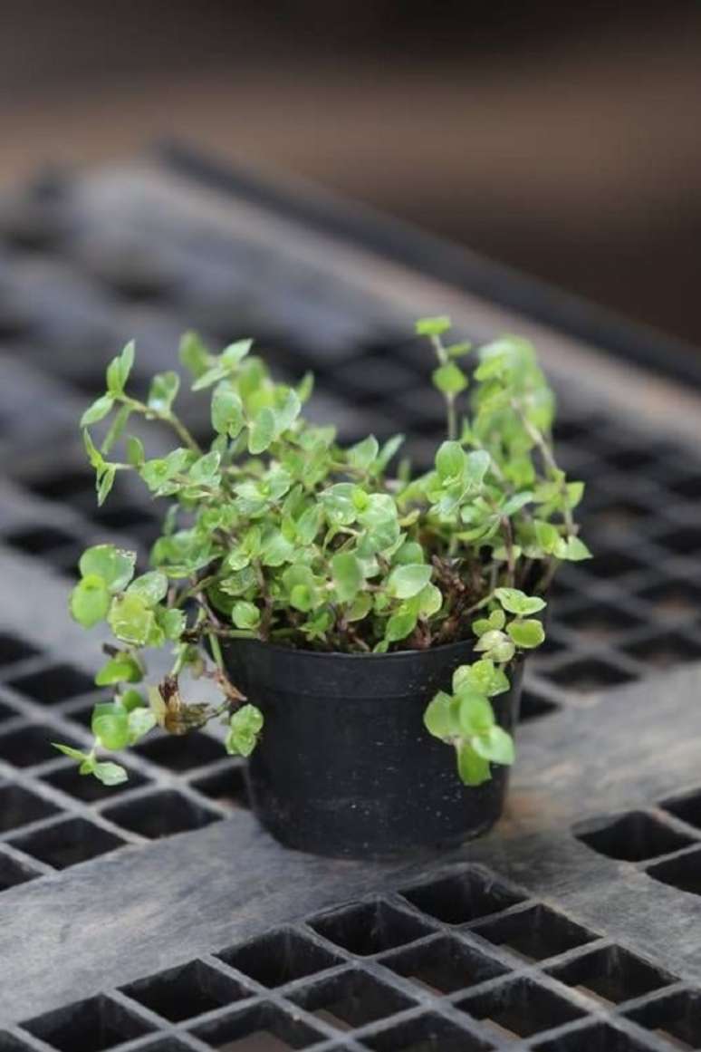 20. Planta Dinheiro em Penca para jardim – Foto Extra Globo