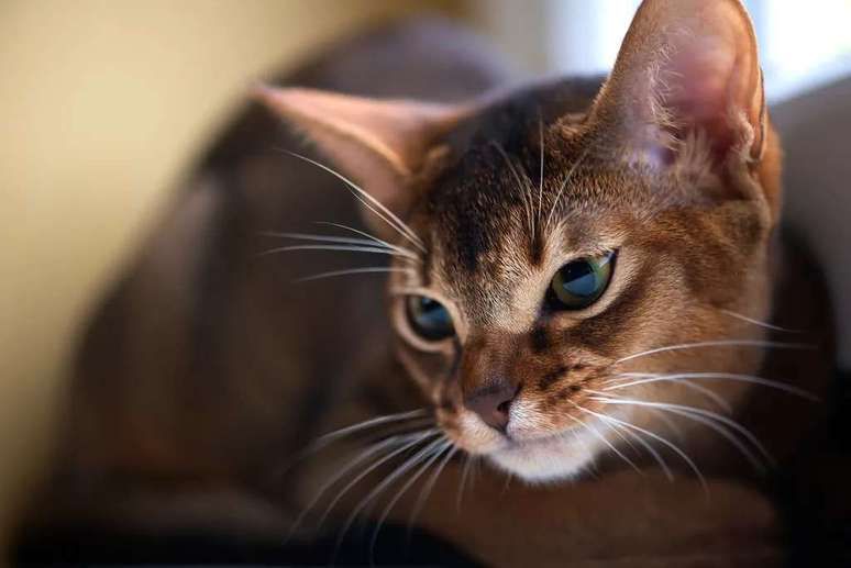 O gato é um animal carnívoro e pronto para caçar