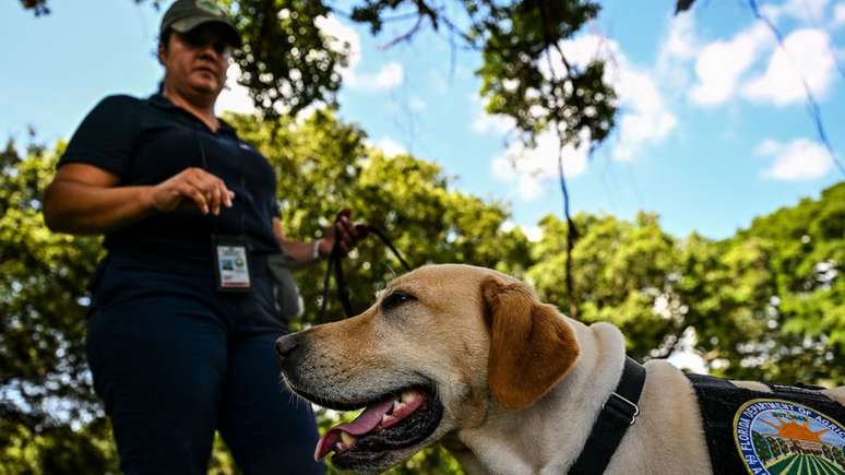 Cães farejadores foram treinados para não morder ou pegar os caracóis com a boca