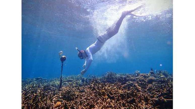 Pesquisador instala um hidrofone sobre um recife de coral na ilha de Sulawesi, na Indonésia