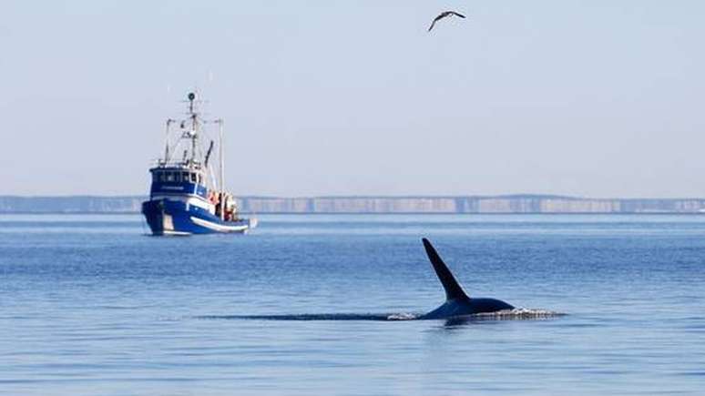 Uma das espécies animais mais ameaçadas do mundo: orca residente do sul nada no litoral da ilha San Juan, no Estado americano de Washington