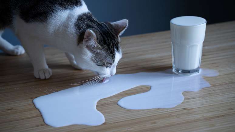 Gato pode comer fígado? Descubra aqui!