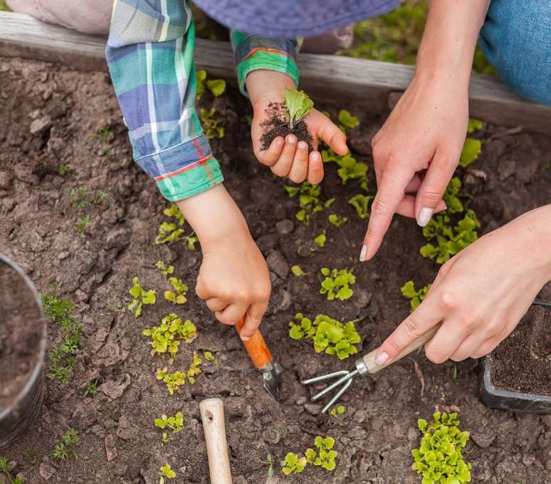 O inverno exige cuidados com o solo, irrigação e iluminação - Shutterstock