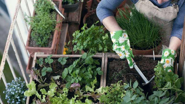 No inverno, os cuidados com a horta caseira devem ser redobrados