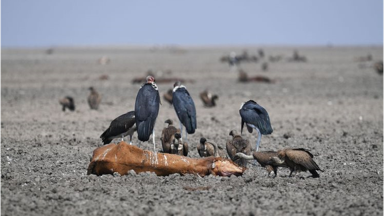 Os urubus t&ecirc;m uma reputa&ccedil;&atilde;o injusta como aves agressivas quando, na realidade, os humanos &eacute; que s&atilde;o um perigo para eles