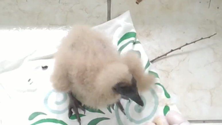 Ur&uacute; tinha apenas seis dias quando foi encontrado em uma lixeira