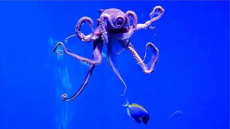 Compreender a senci&ecirc;ncia dos polvos pode ajudar a melhorar seu bem-estar no cativeiro e alimentar os debates sobre a &eacute;tica da sua cria&ccedil;&atilde;o em fazendas.
