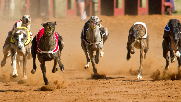 Corrida de Galgos