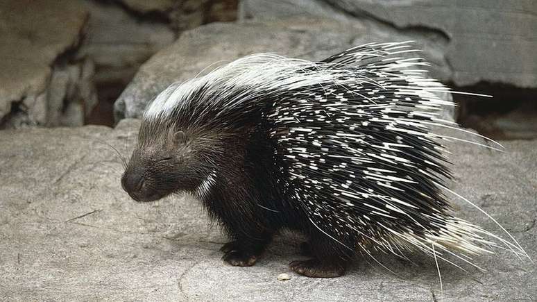 Espinhos do porco-espinho produzem feridas dolorosas, por isso poucos animais se atrevem a atacá-lo