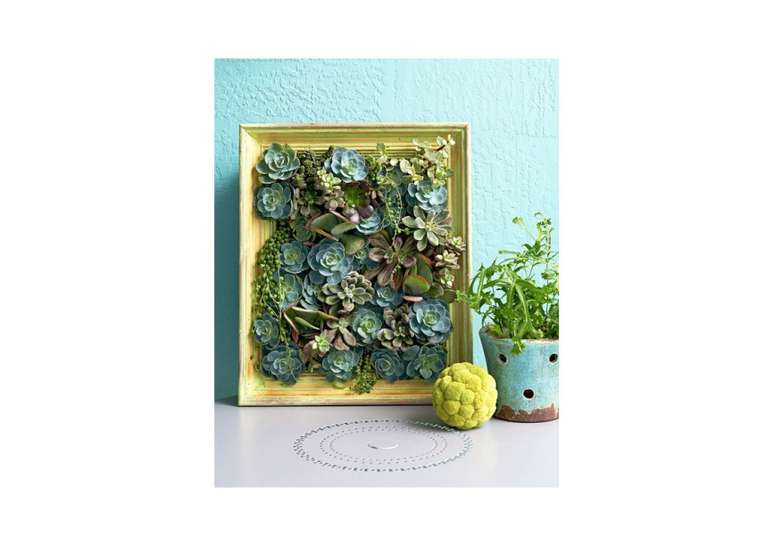 Plantador de suculentas com moldura dourada.