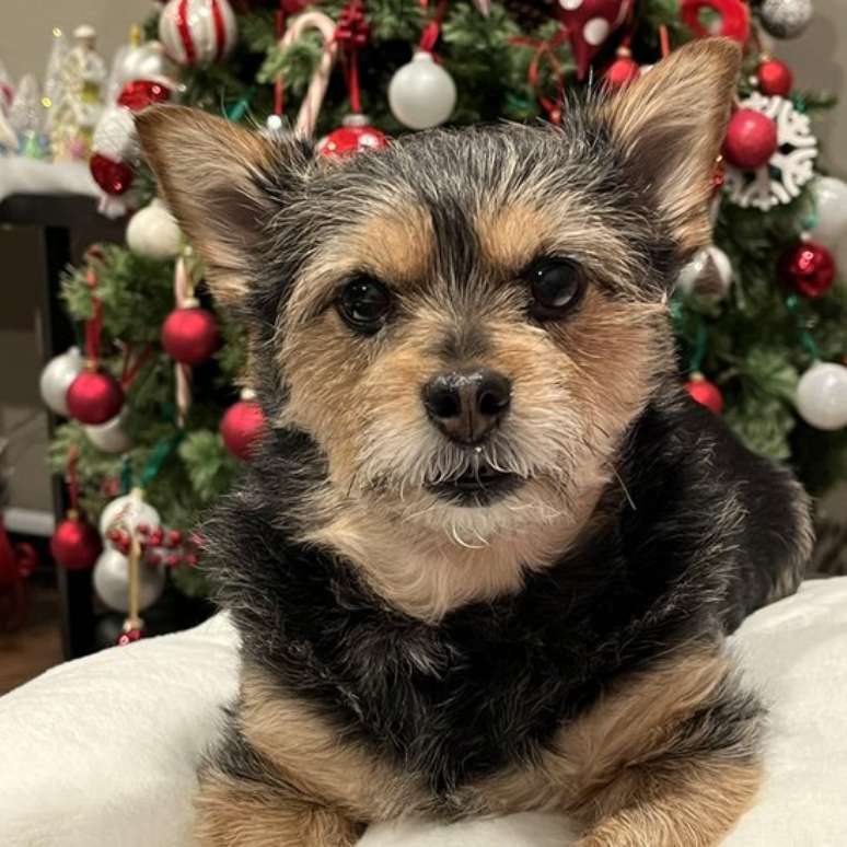 O cachorro de Diana lhe oferece apoio emocional