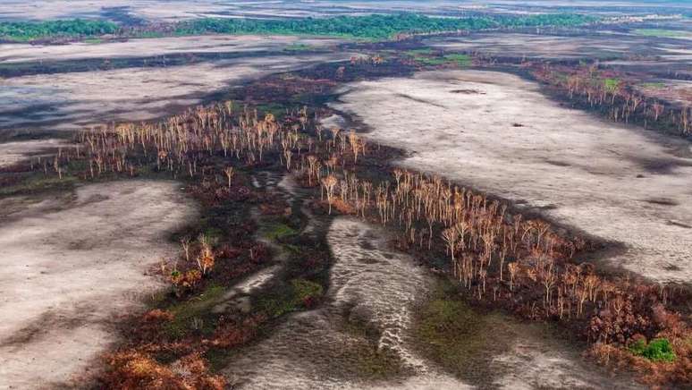 Dia da Amazônia propõe a reflexão sobre a preservação desse importante bioma brasileiro; tecnologias ajudam a cuidar das florestas