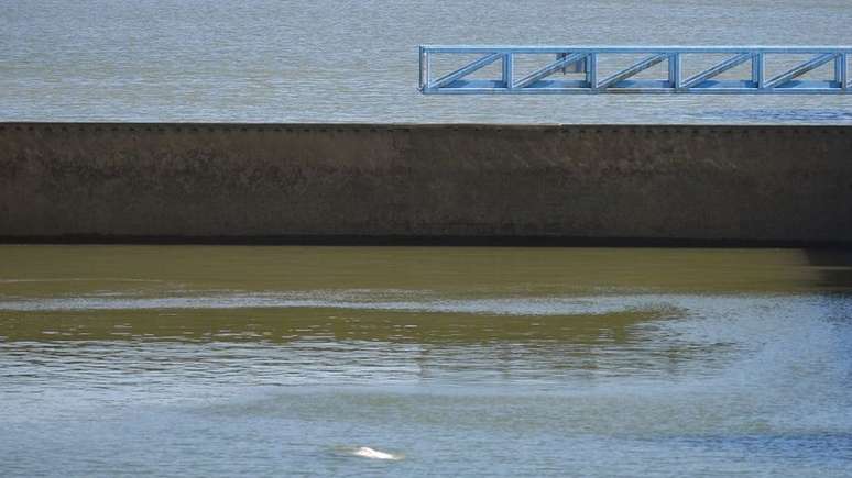 A baleia beluga fotografada no sábado subindo para a superfície entre duas eclusas no rio Sena