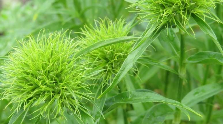 Ponto Verde - ✿ Ponto Verde ✿ ▻O beijo americano ou empates é uma planta de  sombra que deve receber apenas o sol da manhã. Suas flores podem ser  brancas, rosas, laranjas