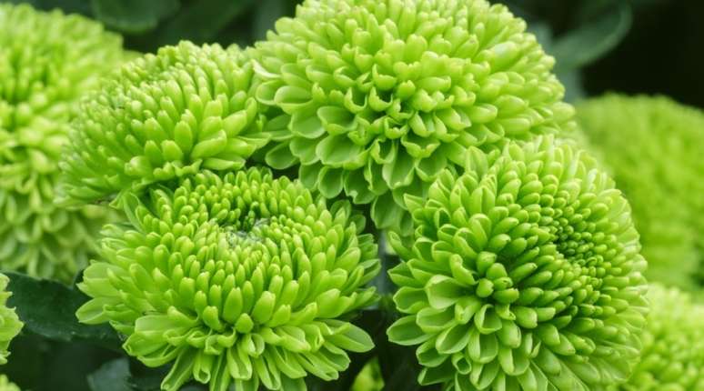 21 flores verdes para quem quer tudo combinando