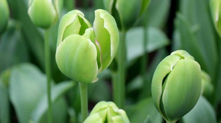 Tulipas: gostam melhor de sol pleno, pois isso permite uma boa floração. Se você mora em um lugar especialmente quente, simplesmente dê-lhes alguma sombra à tarde. As tulipas adoram solo rico e fértil, por isso certifique-se de misturar um pouco de composto ao plantá-las. Mantenha os canteiros com umidade média e garanta uma boa drenagem para evitar o apodrecimento.