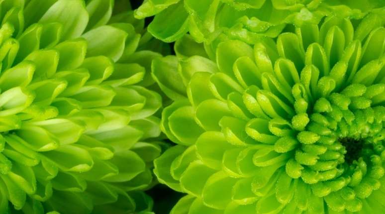 Ponto Verde - ✿ Ponto Verde ✿ ▻O beijo americano ou empates é uma planta de  sombra que deve receber apenas o sol da manhã. Suas flores podem ser  brancas, rosas, laranjas