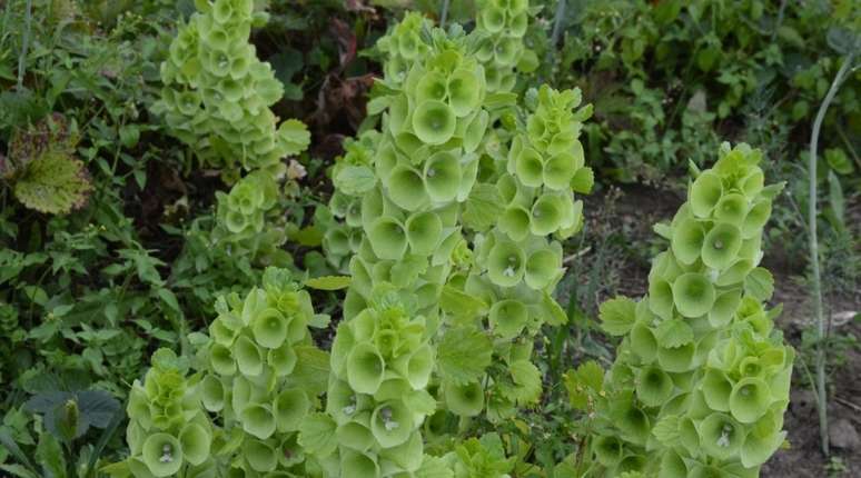 21 flores verdes para quem quer tudo combinando