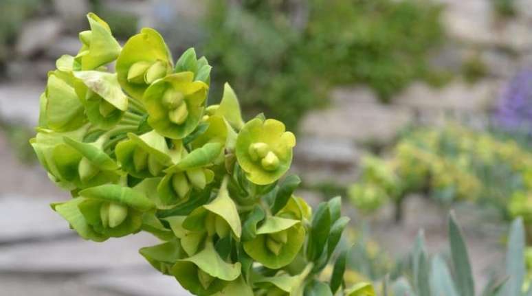 21 flores verdes para quem quer tudo combinando