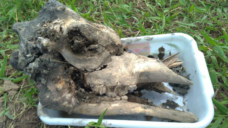 Foto mostra o crânio de uma das três girafas exumadas depois que o BioParque informou as autoridades sobre as mortes