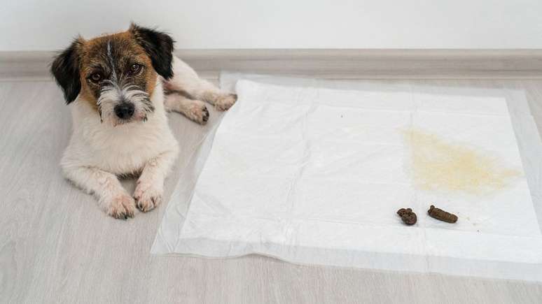 O_pet_deve_fazer_xixi_no_jornal_tapete_higienico_ou_passeio_widexl