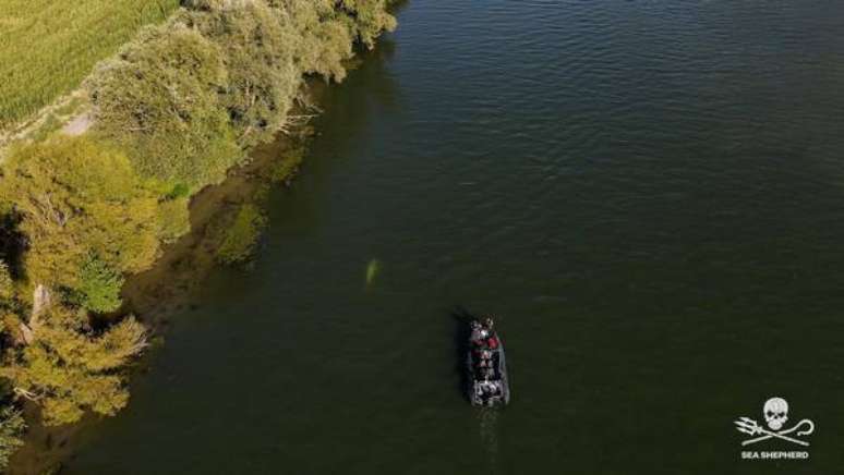 Baleia beluga está presa entre duas eclusas no rio Sena