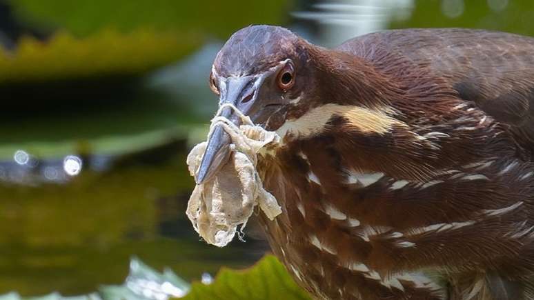 Máscaras, como esta presa em um pássaro em Cingapura, são os itens relacionados à pandemia mais comuns nas fotografias