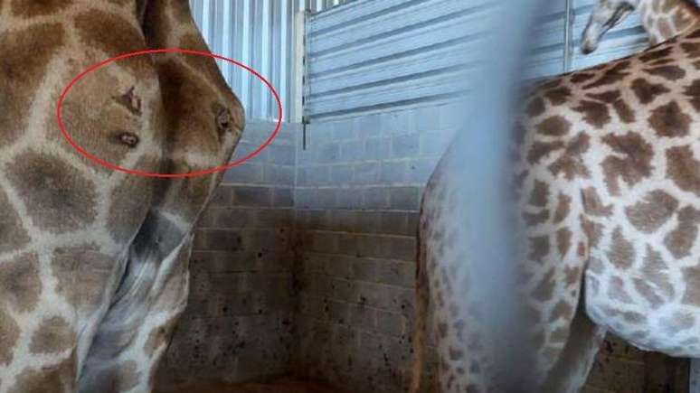 Foto mostra vários ferimentos na parte traseira de uma girafa importada pelo BioParque