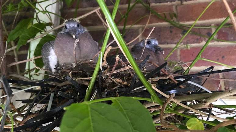 Pombos em um canteiro de obras em Sussex usaram pedaços de plástico em seus ninhos