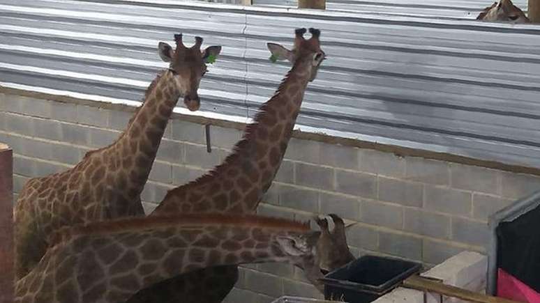 'Do ponto de vista da conservação, isso é trágico para a imagem dos zoológicos e para a imagem do Brasil, mas principalmente para essas girafas', diz o especialista em animais Roched Seba