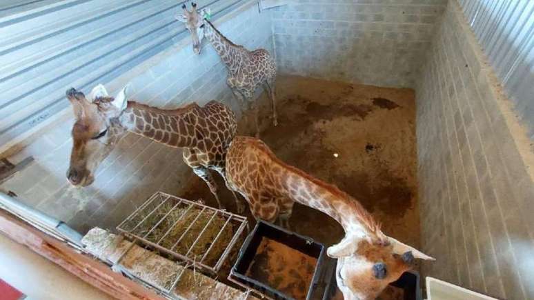 A polícia diz que as girafas foram mantidas em duplas ou grupos de três dentro de baías de 31 metros quadrados com pouca luz e muita umidade