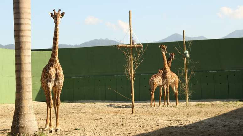 Fotos enviadas pelo zoológico à BBC mostram algumas das girafas restantes em grandes espaços abertos