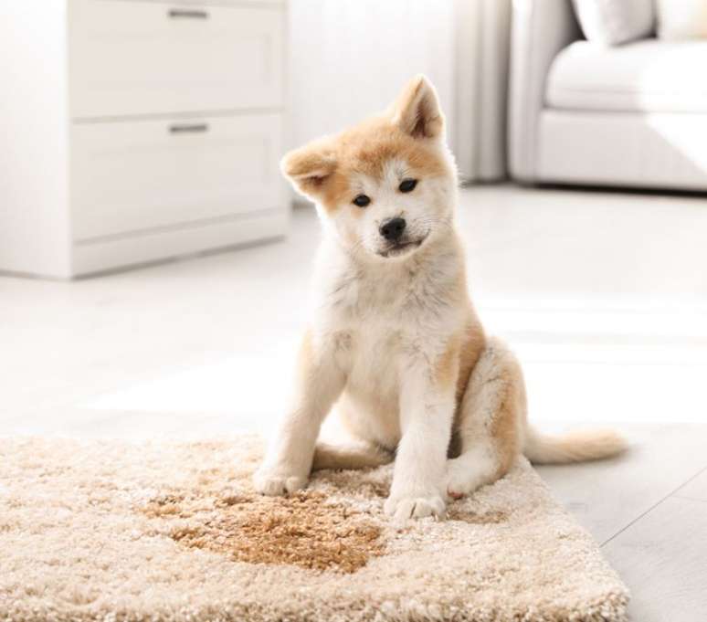 Durante o processo de adapta&ccedil;&atilde;o, o filhote pode fazer xixi no lugar errado 