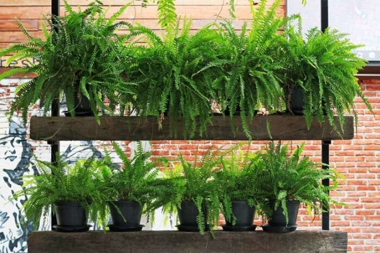 24. A planta samambaia americana traz um toque de verde para a decora&ccedil;&atilde;o. Fonte: &Aacute;rea de Mulher