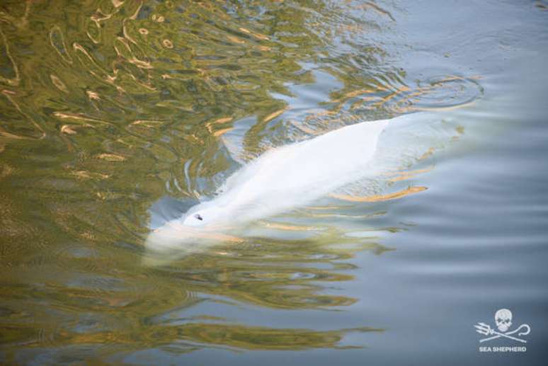 Morre beluga que estava perdida no rio Sena, na França, Mundo