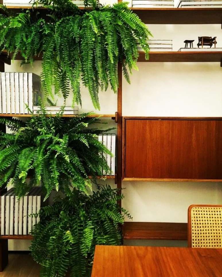 22. A samambaia americana em vaso decora a estante da casa. Fonte: Cris Dornelles