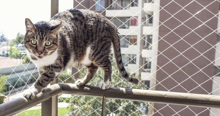 As telas s&atilde;o &oacute;timas para janelas e gatinhos 