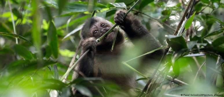 Segundo a Rede Nacional de Combate ao Tráfico de Animais Silvestres, casos de apedrejamento, perseguição e envenenamento de macacos foram registrados em vários lugares do Brasil