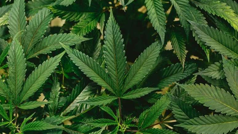 Imagem mostra folhas de cannabis/maconha