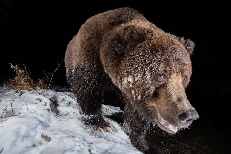 Um urso pardo na neve em Yukon, Canadá