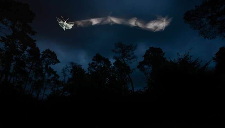 Mariposas ao entardecer no Parque Nacional Őrségi, na Hungria