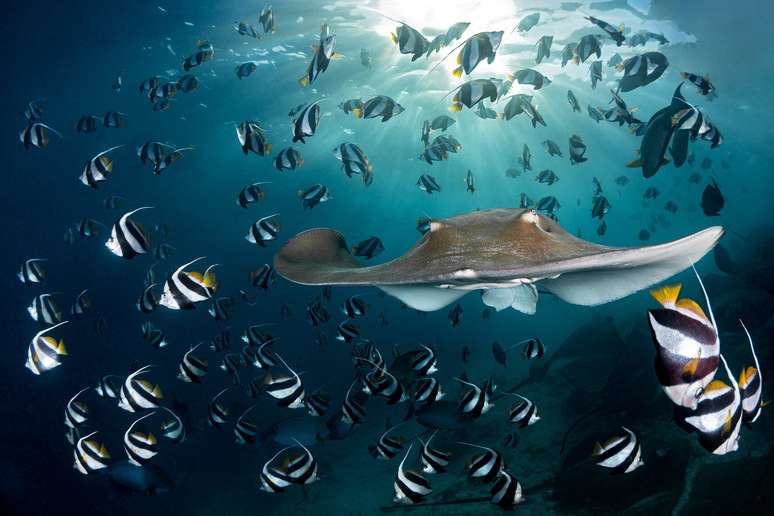 Uma arraia divide um cardume de peixes-bandeira nas Maldivas