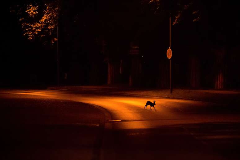 Uma lebre atravessa uma estrada à noite em Kassel, na Alemanha