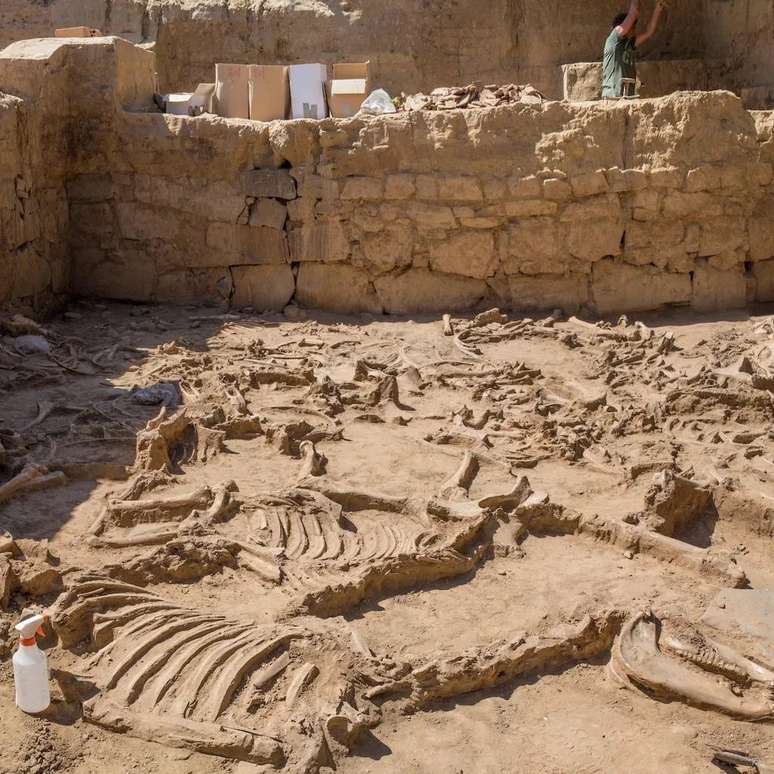 Turu&ntilde;uelo &eacute; o maior local de sacrif&iacute;cio de animais da regi&atilde;o - mais de 50 animais foram mortos ali