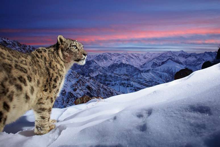 Um leopardo-das-neves procura presas nos picos da cordilheira de Ladakh, na Índia.