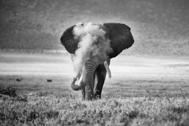 Um elefante africano soprando poeira na Catera de Ngorongoro, na Tanzânia, África